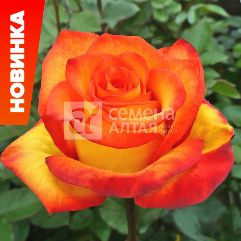 Голден меджик/Сем Алт/1шт. в коробке