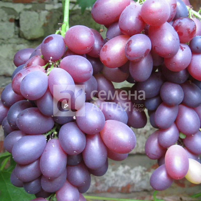 Алиса/Сем Алт/1шт. в коробке