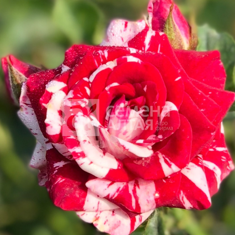 Иглесиас/Сем Алт/1шт. в коробке