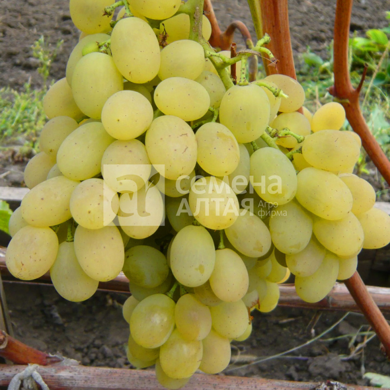 Лора/Сем Алт/1шт. в коробке