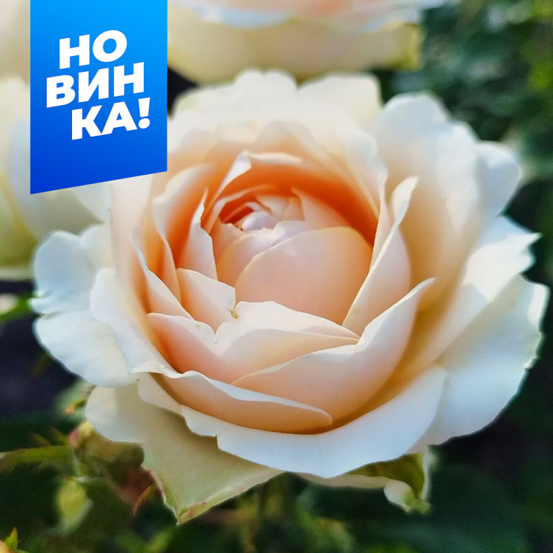 Гравитация/Сем Алт/1шт. в коробке