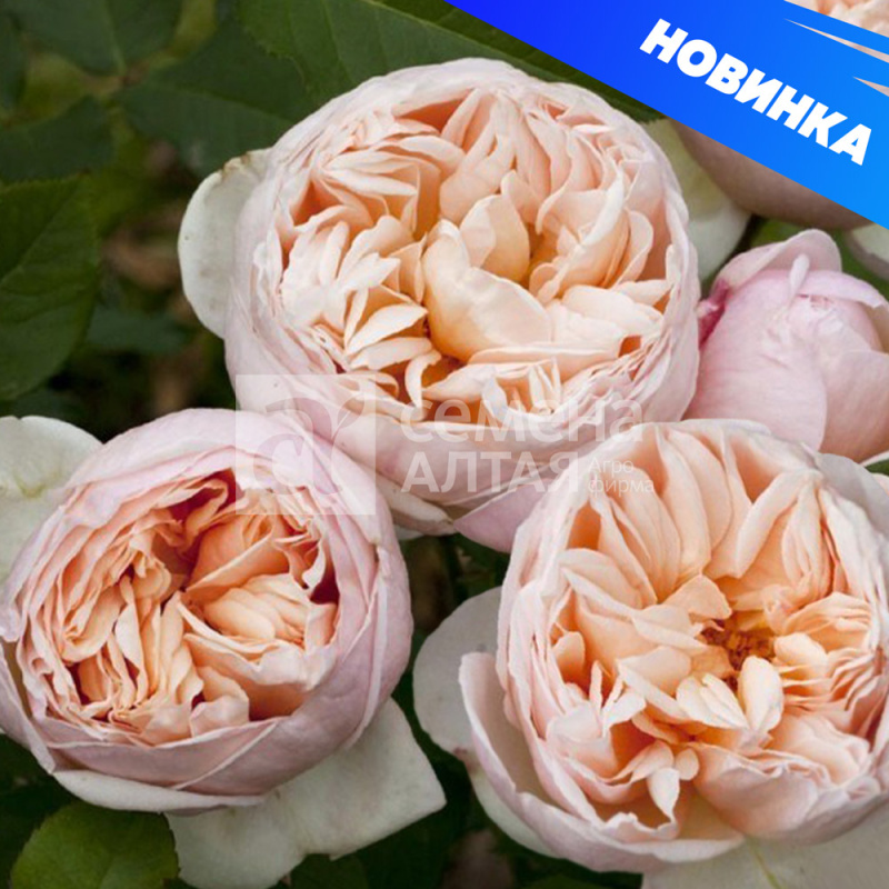 Бэлль Романтика/Сем Алт/1шт. в коробке