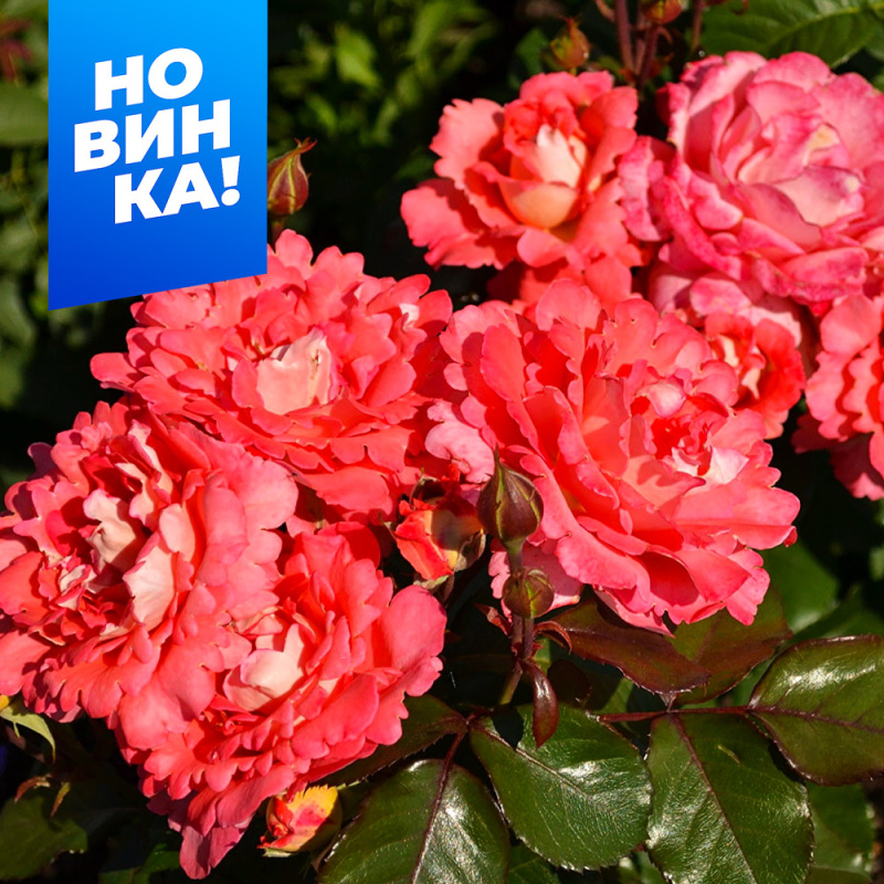 Вайкики/Сем Алт/1шт. в коробке