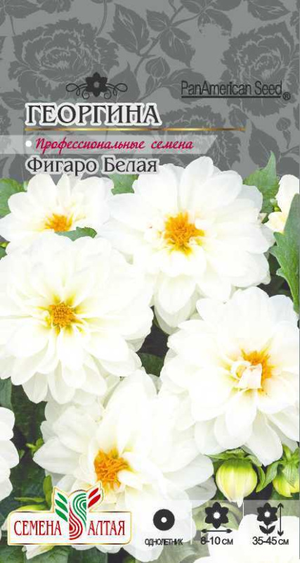 Георгина Фигаро Белая махровая/Сем Алт/цп 7 шт.