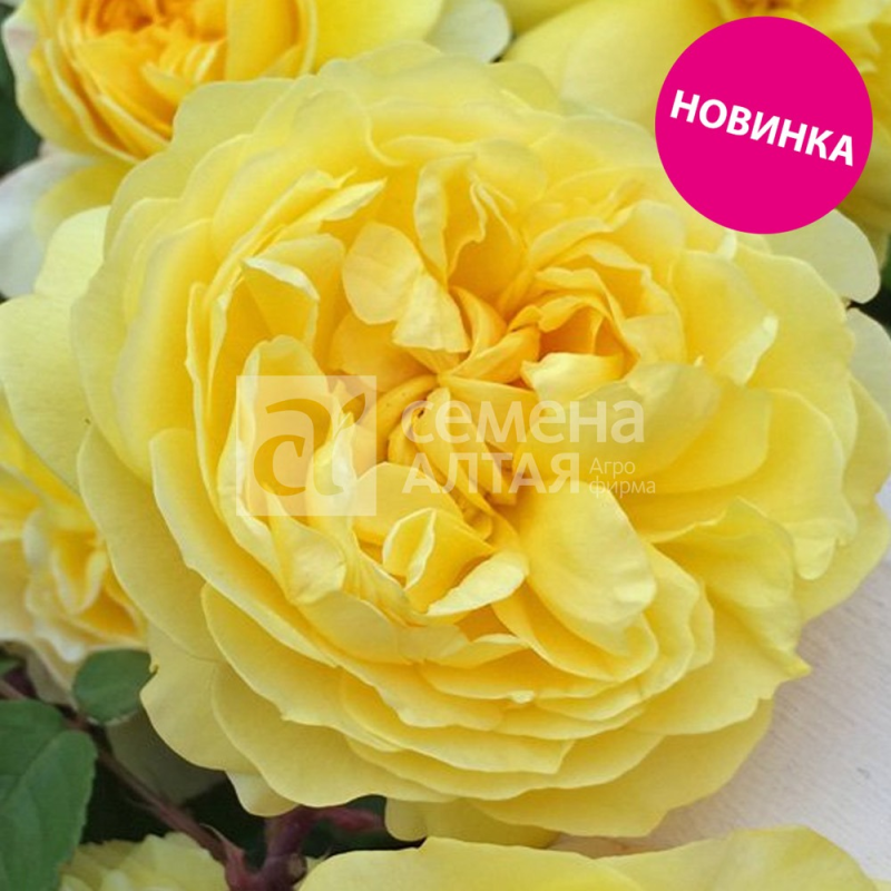 Канарейка 2-ой сорт/Сем Алт/1шт. в коробке