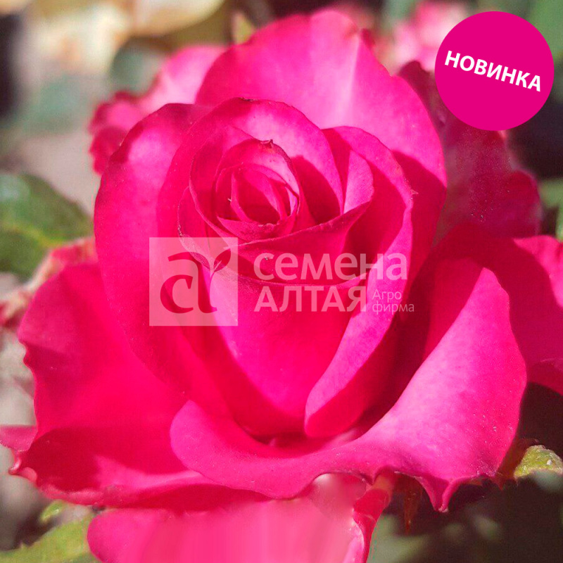 Гретхен/Сем Алт/1шт. в коробке