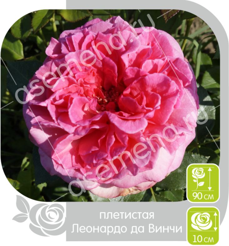 Леонардо да Винчи/Сем Алт/1 шт. в коробке