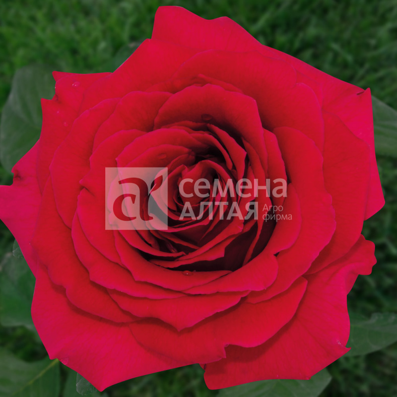 Преферанс/Сем Алт/1 шт. в коробке