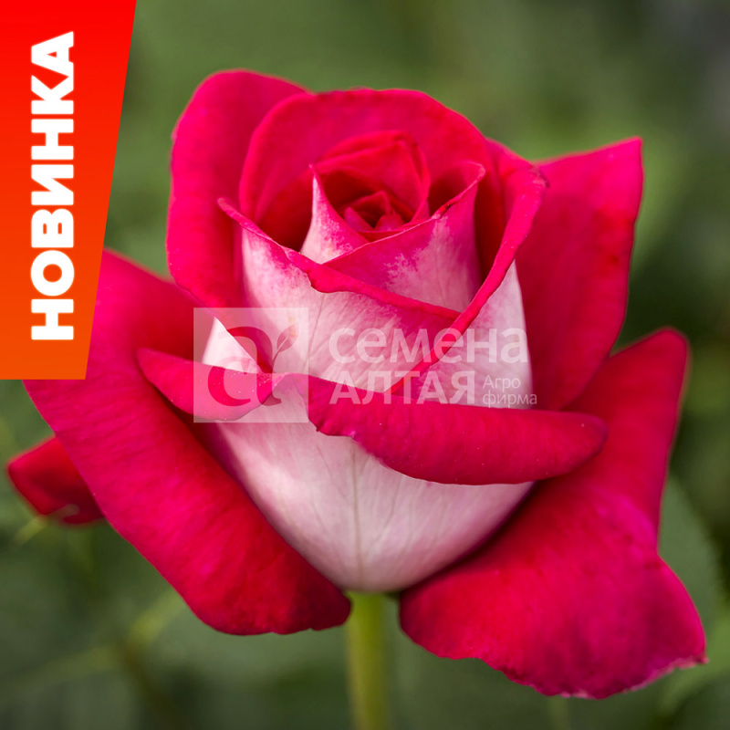 Таис/Сем Алт/1шт. в коробке