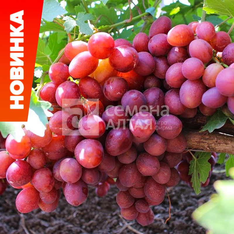 Велюр/Сем Алт/1шт. в коробке