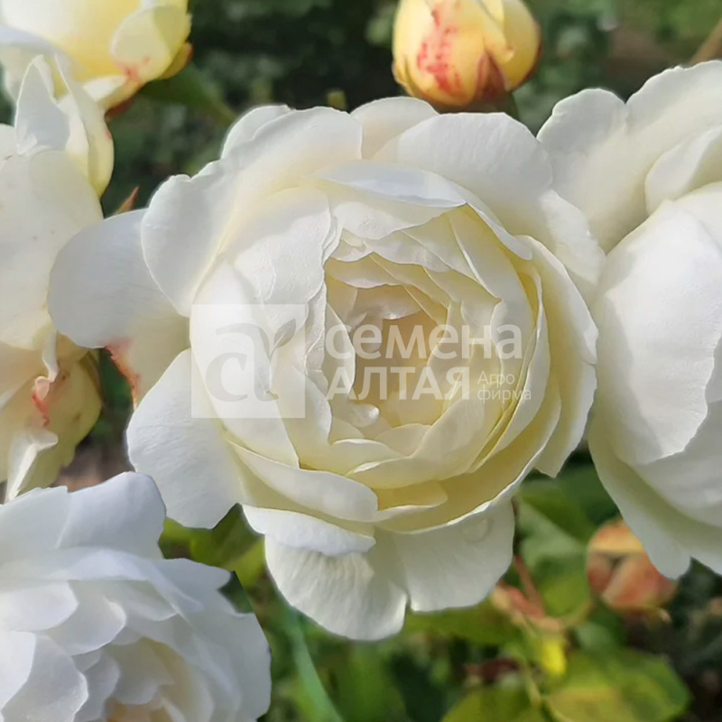 Клэр Остин/Сем Алт/1 шт. в коробке