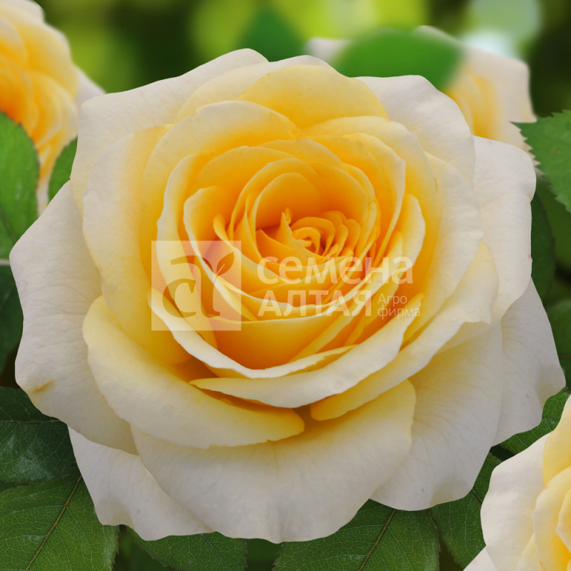 Илиос/Сем Алт/1шт. в коробке