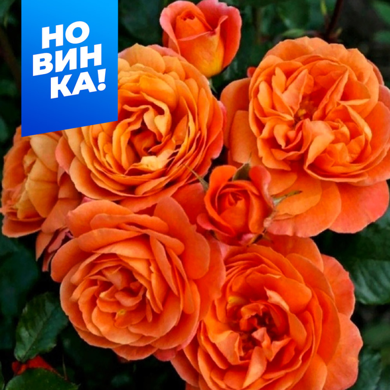 Феникс/Сем Алт/1шт. в коробке