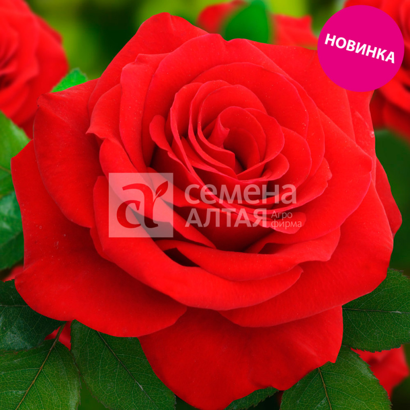 Вальгалла/Сем Алт/1шт. в коробке