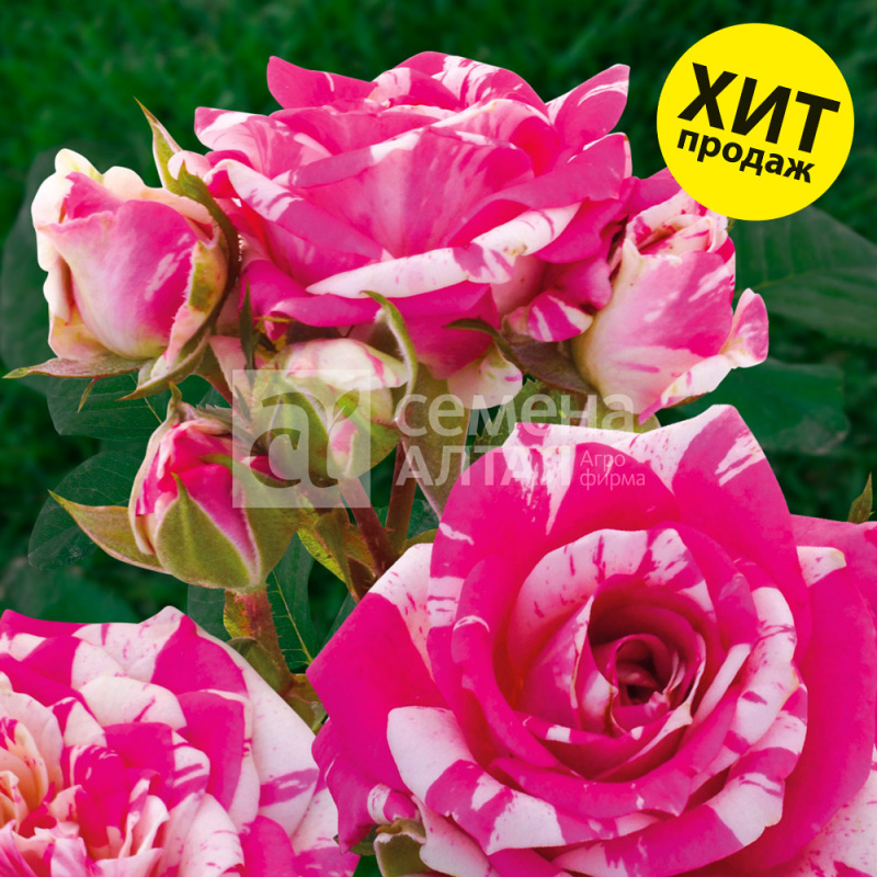 Флешинг/Сем Алт/1 шт. в коробке