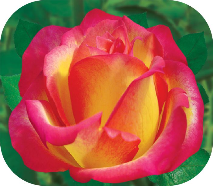 Утопия/Сем Алт/1шт. в коробке