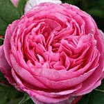 Гертруда Якюл/Сем Алт/1шт. в коробке