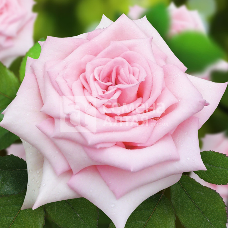 Прима/Сем Алт/1 шт. в коробке