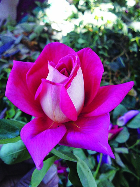 Блюбель Малиновый/Сем Алт/1шт. в коробке