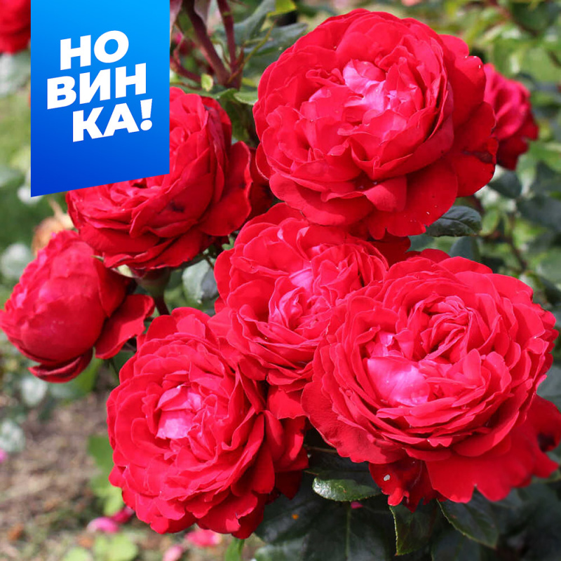 Тиамо/Сем Алт/1шт. в коробке