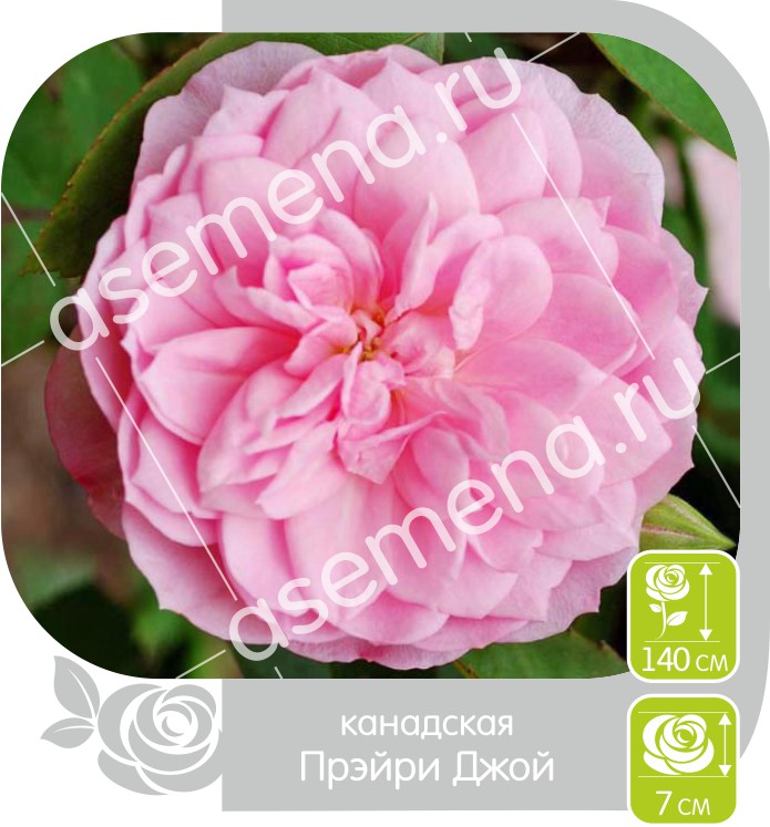 Прэйри Джой/Сем Алт/1шт. в коробке