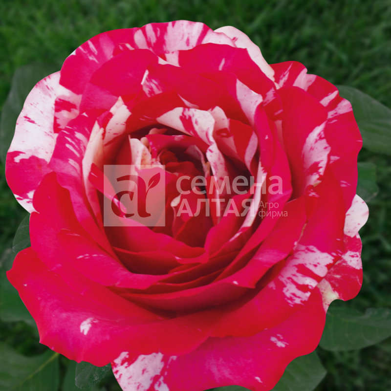 Папагено/Сем Алт/1шт. в коробке