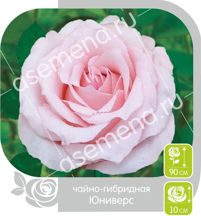 Юниверс/Сем Алт/1шт. в коробке