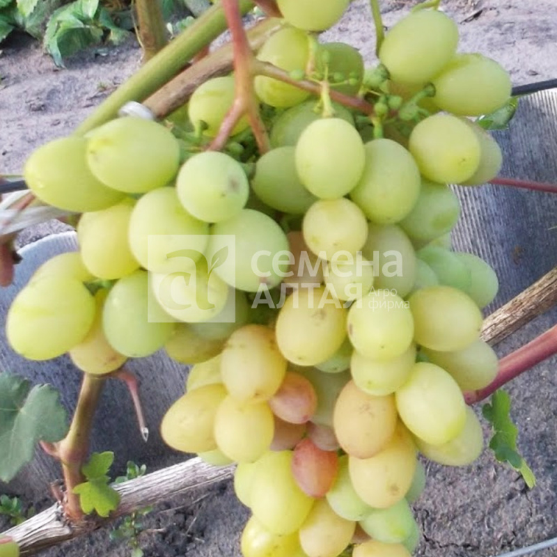 Августовский/Сем Алт/1шт. в коробке