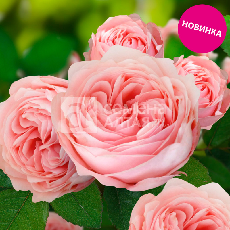 Аура/Сем Алт/1шт. в коробке