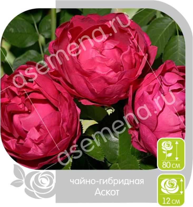 Аскот/Сем Алт/1шт. в коробке