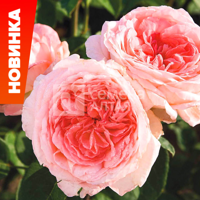 Лив Тайлер/Сем Алт/1шт. в коробке