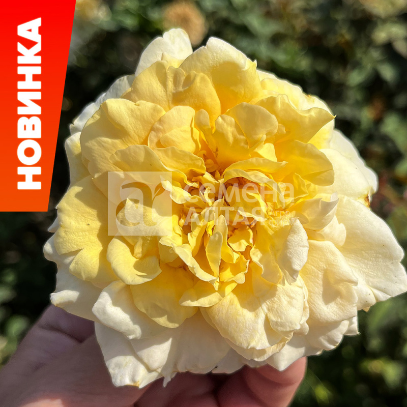 Кадали/Сем Алт/1шт. в коробке