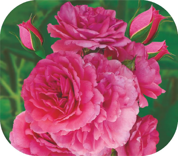 Розариум Ютерсен/Сем Алт/1шт. в коробке