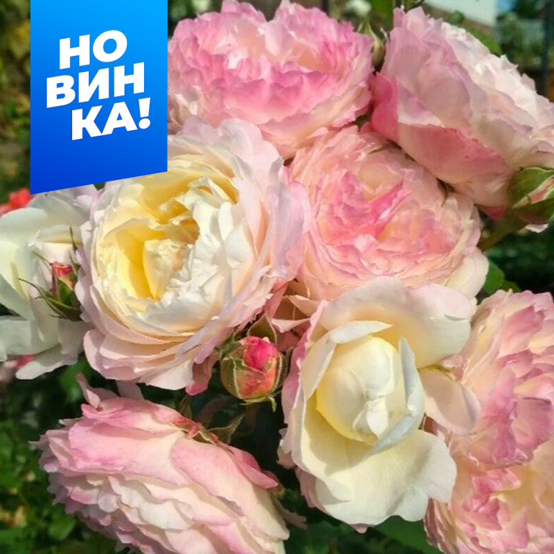 Андре Брише/Сем Алт/1шт. в коробке