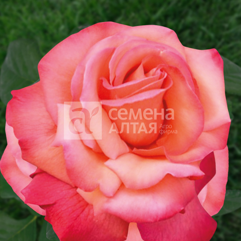 Христофор Колумб/Сем Алт/1шт. в коробке