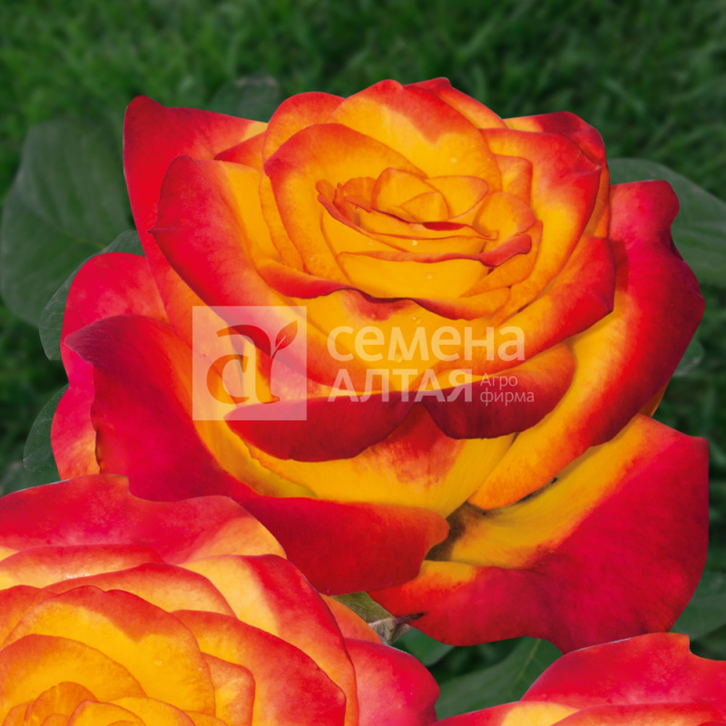 Циркус/Сем Алт/1шт. в коробке