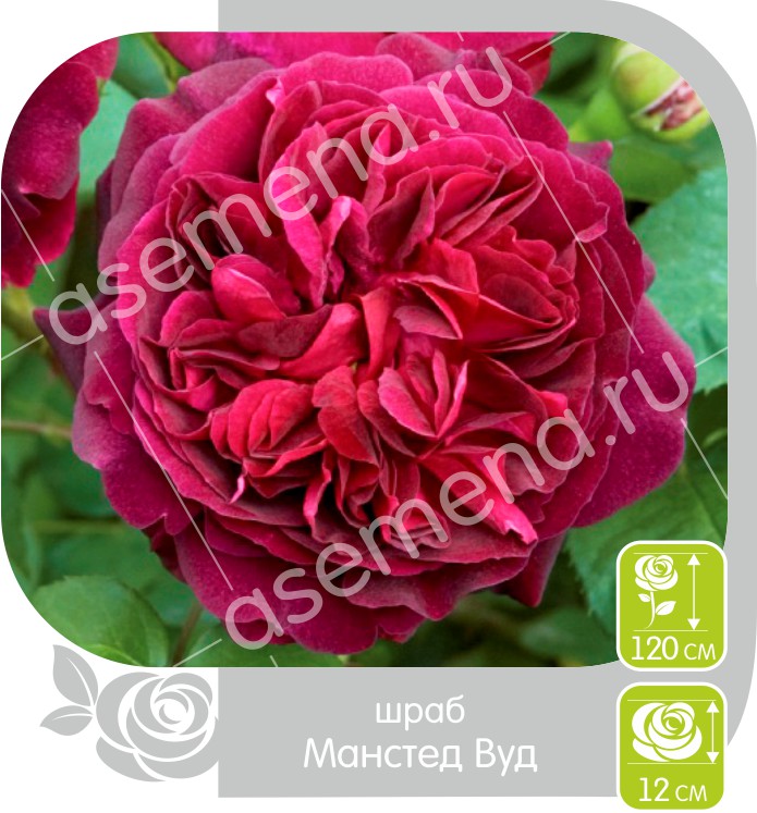 Манстед Вуд/Сем Алт/1шт. в коробке