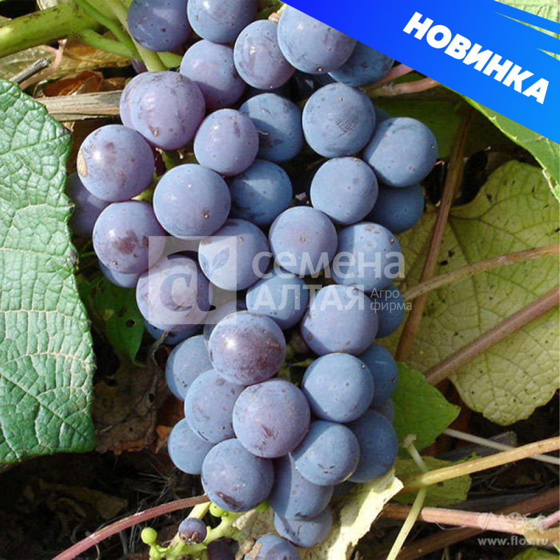 Левокумский/Сем Алт/1шт. в коробке