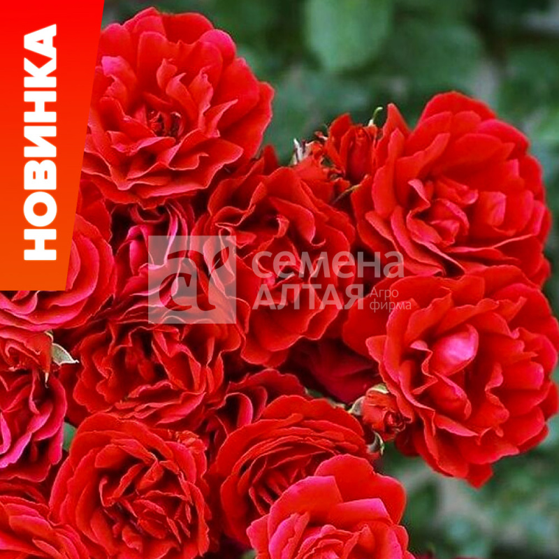 Симпати/Сем Алт/1шт. в коробке