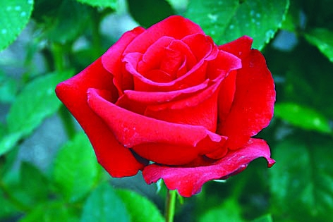 Голд Штен Перл/Сем Алт/1шт. в коробке