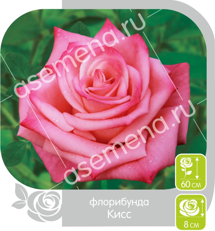 Кисс/Сем Алт/1шт. в коробке