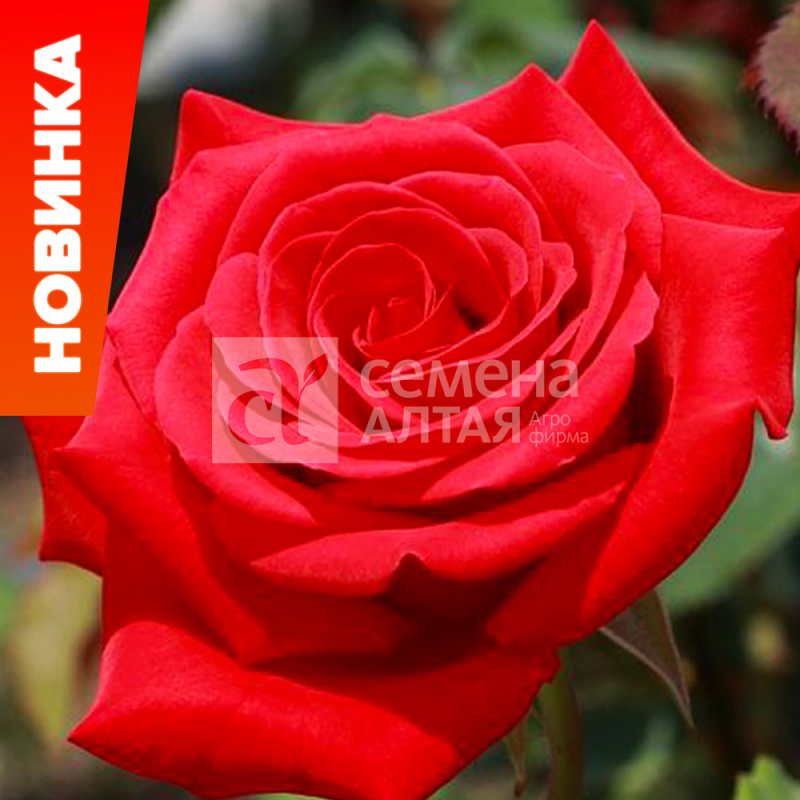 Ред микадо/Сем Алт/1шт. в коробке