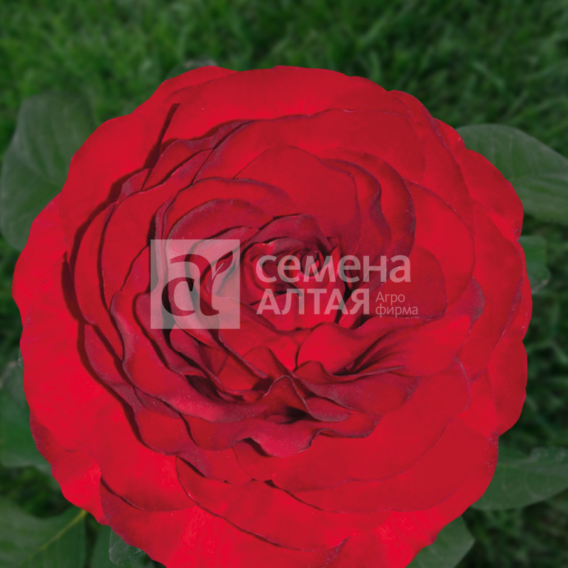 Роял Баккара/Сем Алт/1шт. в коробке