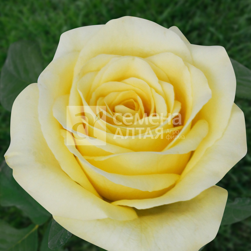 Старлайт/Сем Алт/1 шт. в коробке