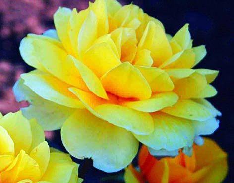 Чайна Герл/Сем Алт/1шт. в коробке