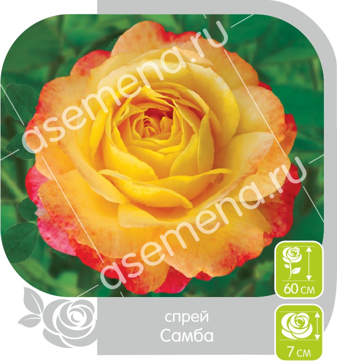 Самба/Сем Алт/1шт. в коробке