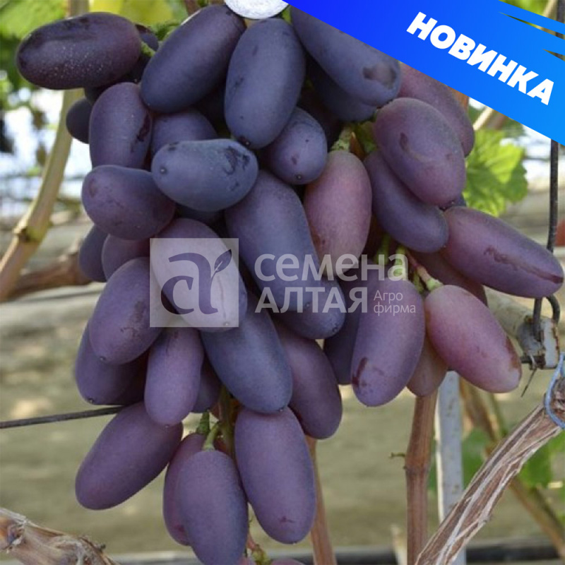 Байконур/Сем Алт/1шт. в коробке