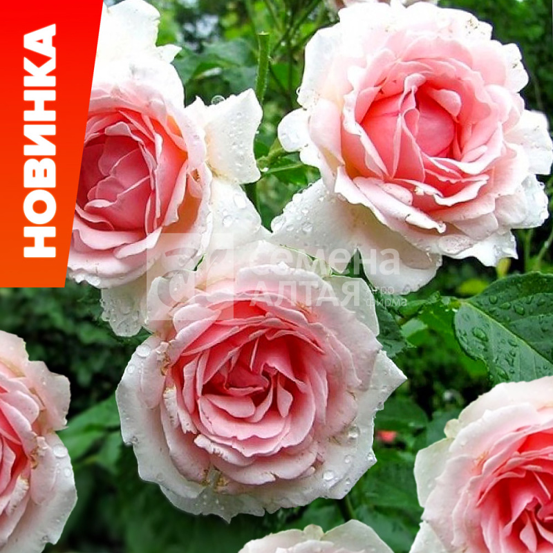 Баллада/Сем Алт/1шт. в коробке