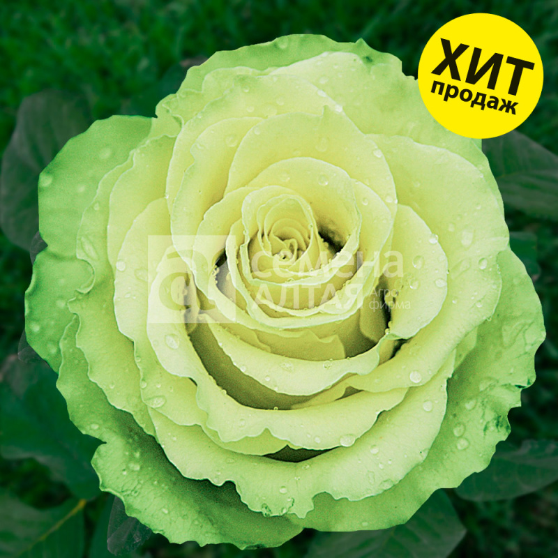 Лимбо/Сем Алт/1шт. в коробке