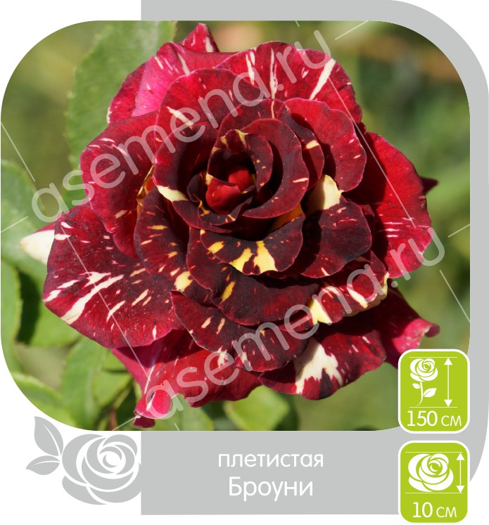 Броуни/Сем Алт/1шт. в коробке